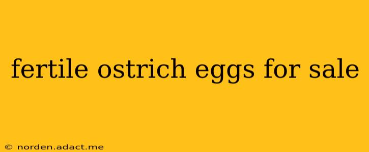 fertile ostrich eggs for sale