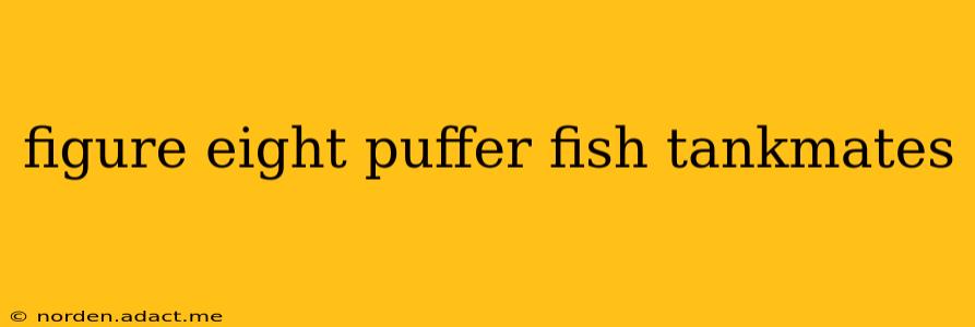 figure eight puffer fish tankmates