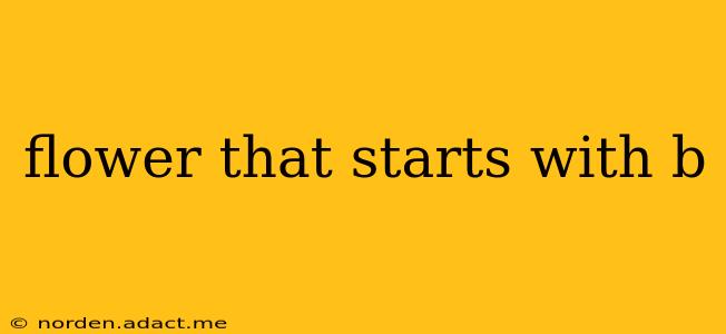 flower that starts with b