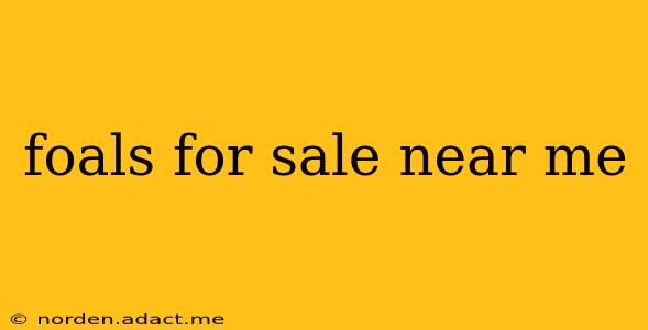 foals for sale near me