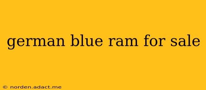 german blue ram for sale