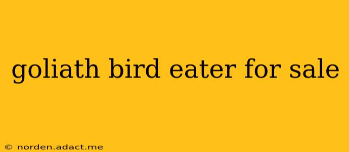 goliath bird eater for sale