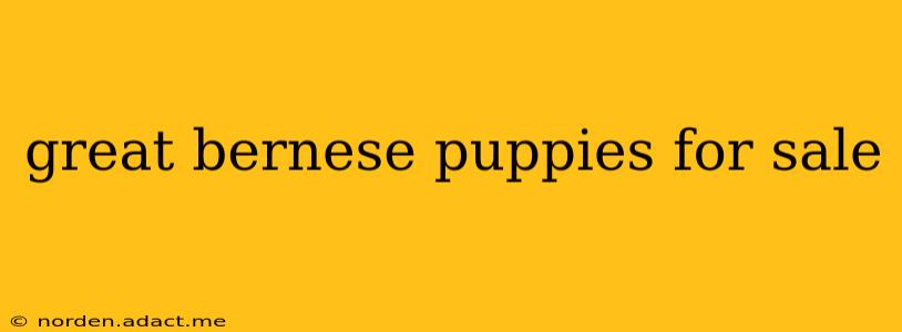 great bernese puppies for sale