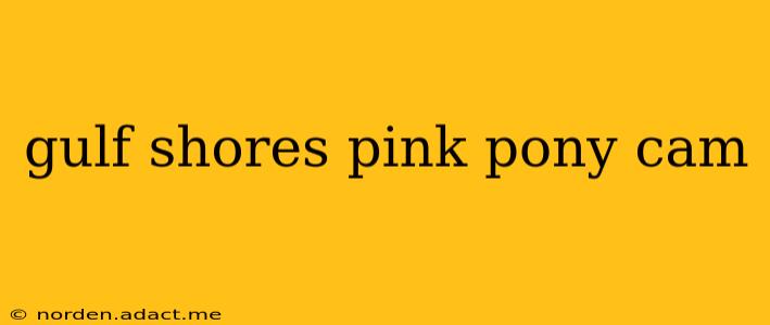gulf shores pink pony cam