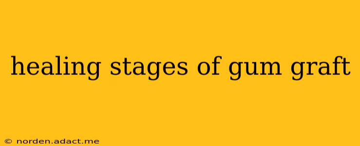 healing stages of gum graft