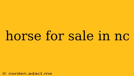 horse for sale in nc