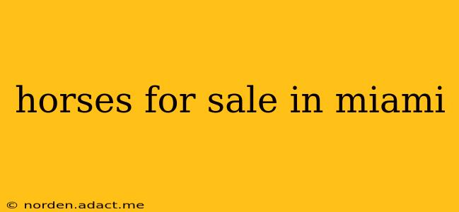 horses for sale in miami