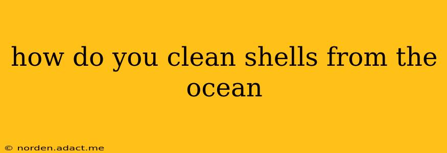 how do you clean shells from the ocean