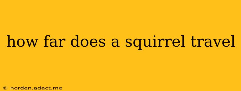 how far does a squirrel travel