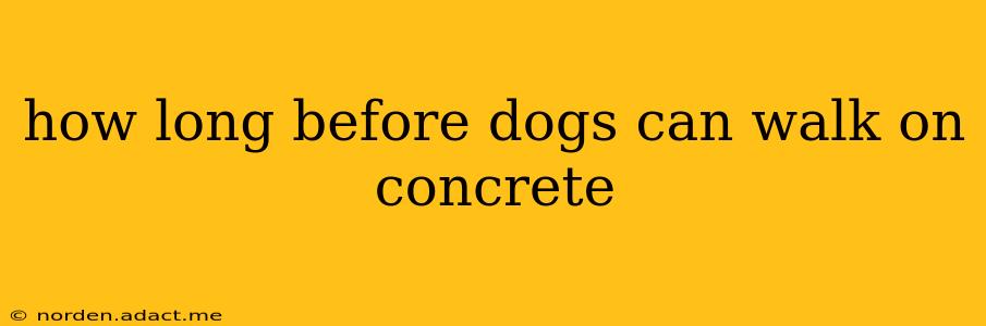 how long before dogs can walk on concrete
