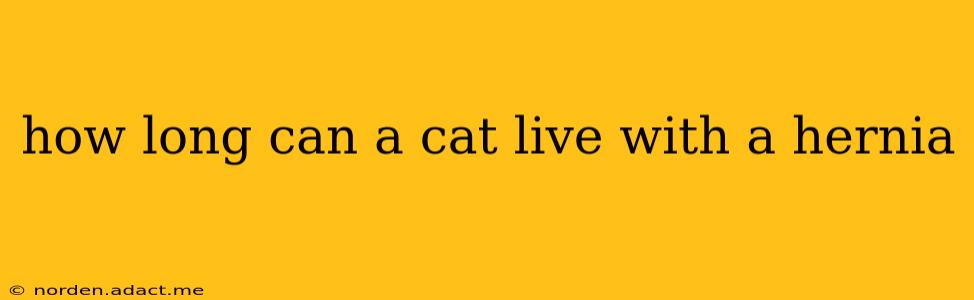 how long can a cat live with a hernia