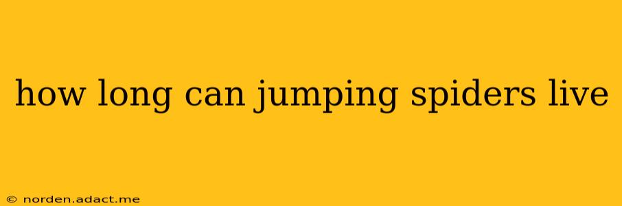 how long can jumping spiders live