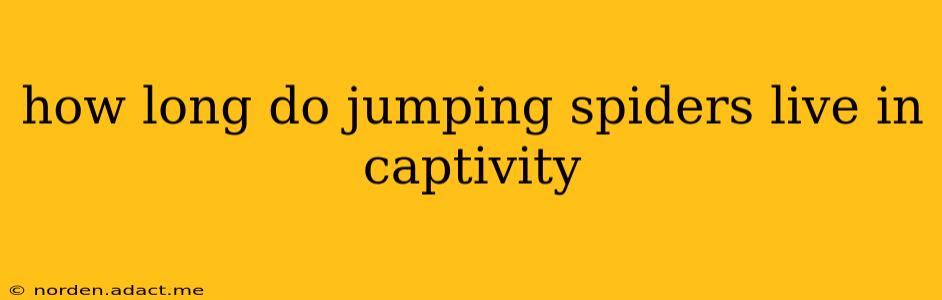 how long do jumping spiders live in captivity
