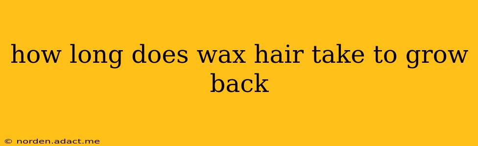 how long does wax hair take to grow back