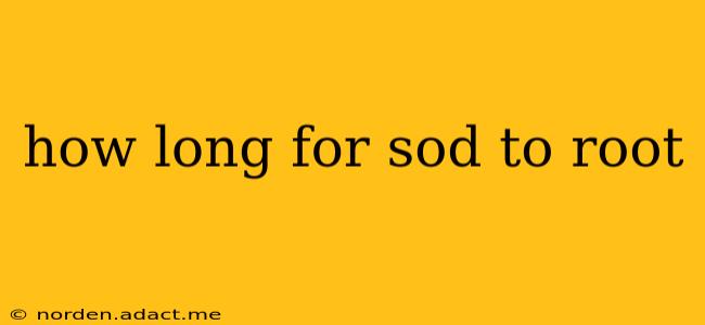 how long for sod to root