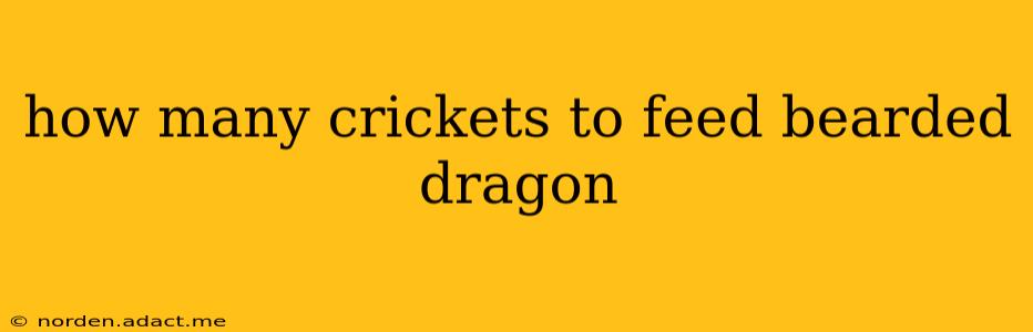 how many crickets to feed bearded dragon