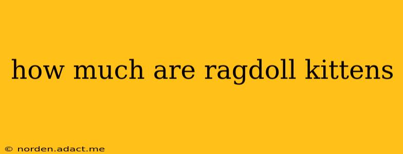 how much are ragdoll kittens