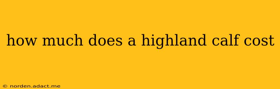 how much does a highland calf cost