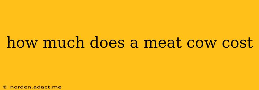 how much does a meat cow cost
