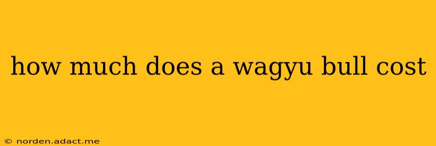 how much does a wagyu bull cost