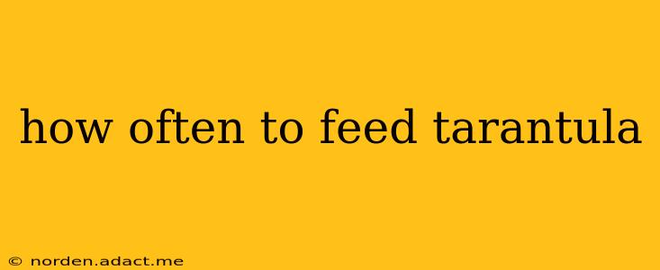how often to feed tarantula