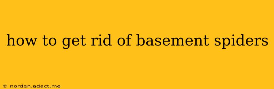 how to get rid of basement spiders