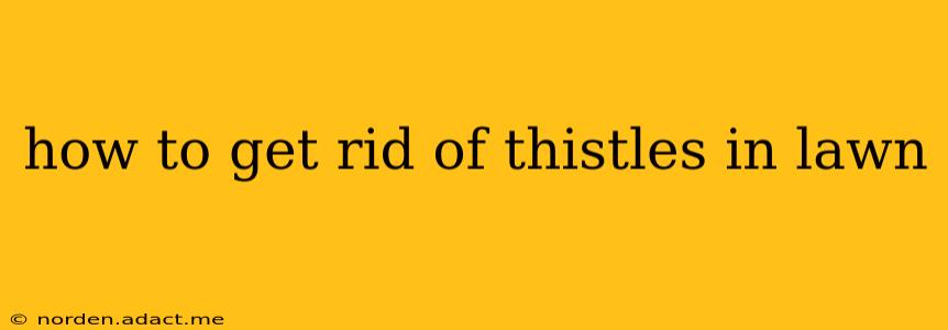 how to get rid of thistles in lawn
