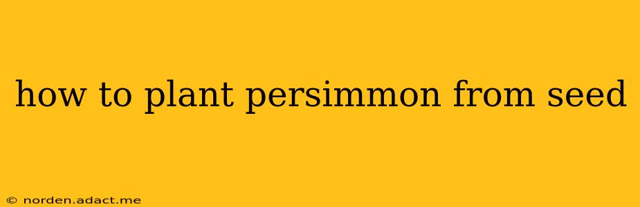 how to plant persimmon from seed