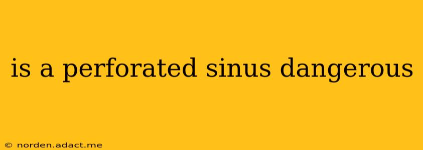 is a perforated sinus dangerous
