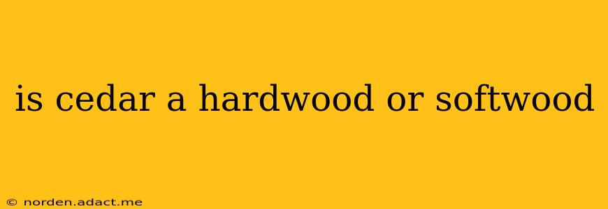 is cedar a hardwood or softwood