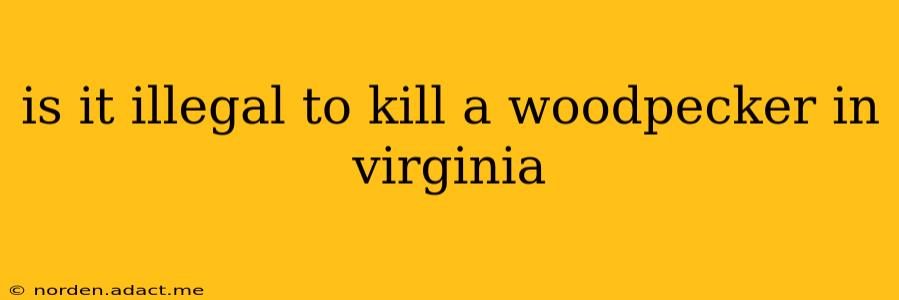 is it illegal to kill a woodpecker in virginia