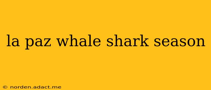 la paz whale shark season