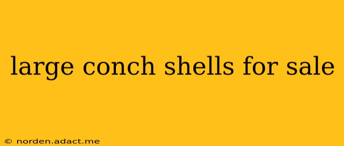 large conch shells for sale