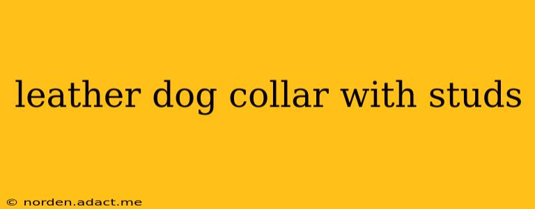 leather dog collar with studs
