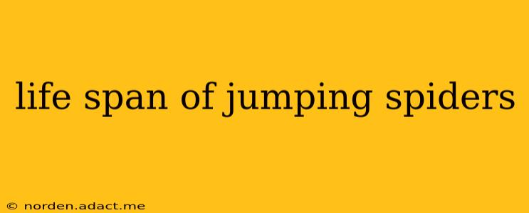 life span of jumping spiders