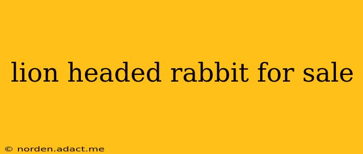 lion headed rabbit for sale