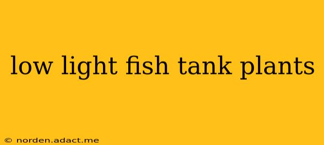 low light fish tank plants