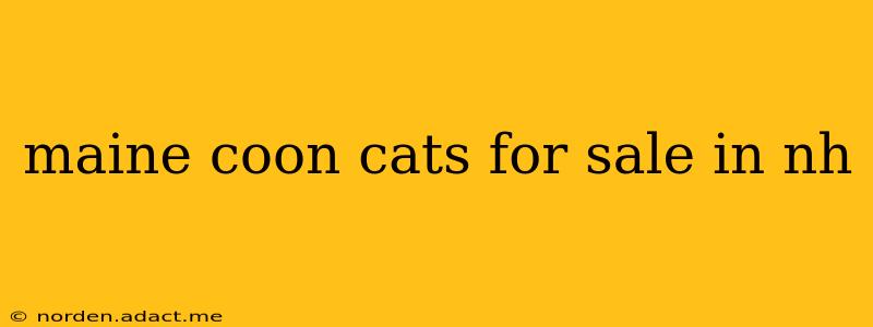 maine coon cats for sale in nh
