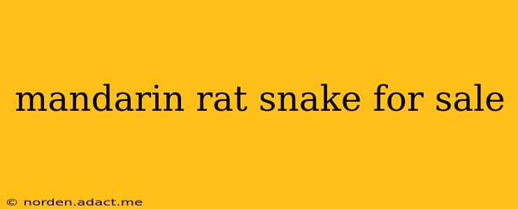 mandarin rat snake for sale