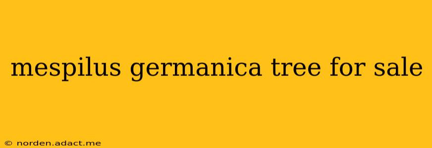 mespilus germanica tree for sale
