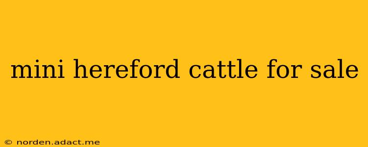 mini hereford cattle for sale
