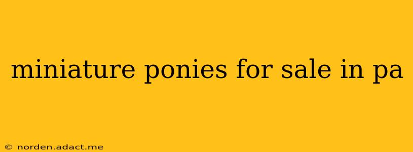 miniature ponies for sale in pa