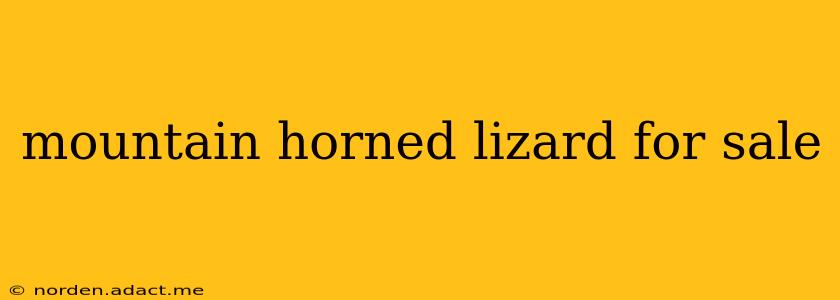 mountain horned lizard for sale