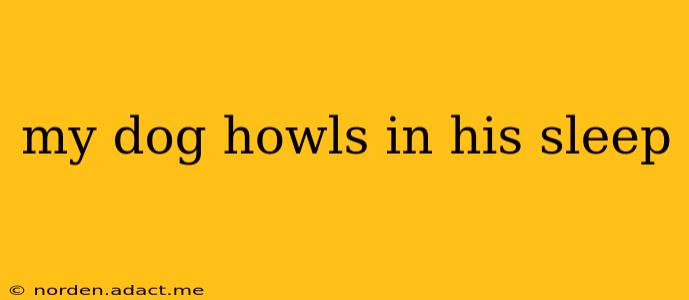 my dog howls in his sleep