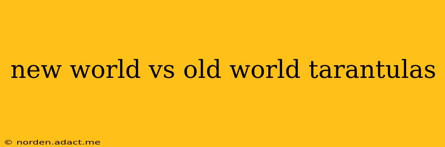 new world vs old world tarantulas