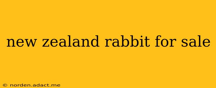 new zealand rabbit for sale