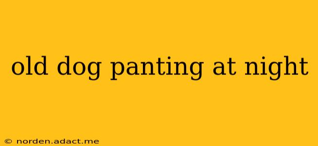 old dog panting at night