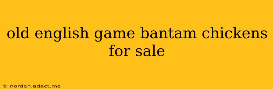 old english game bantam chickens for sale