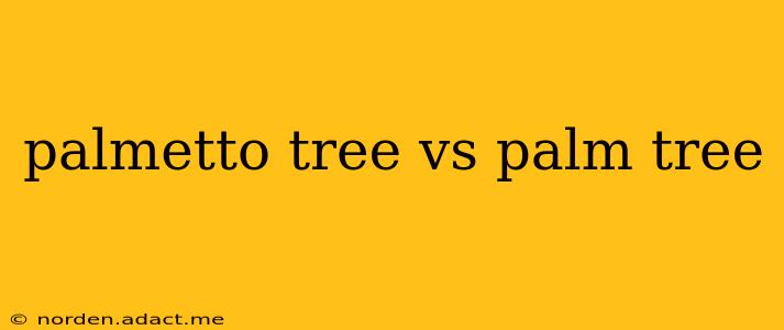palmetto tree vs palm tree