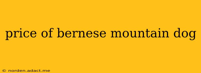 price of bernese mountain dog